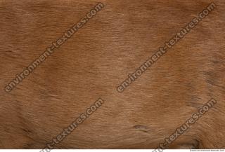 animal skin doe fur 0008